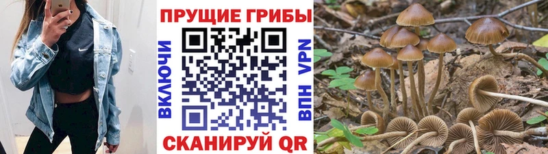 Галлюциногенные грибы GOLDEN TEACHER  купить   Западная Двина 
